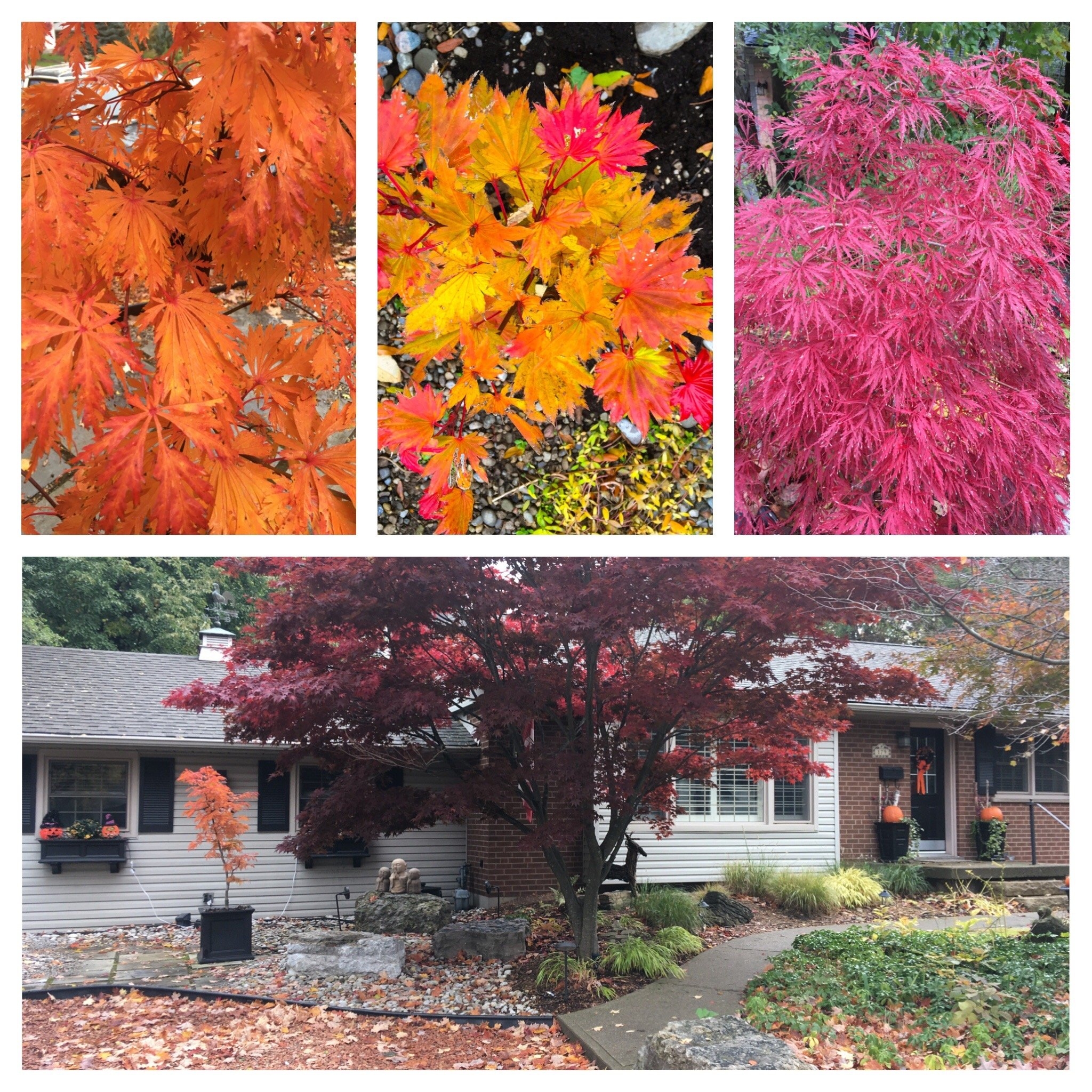 japanese maple landscape uses