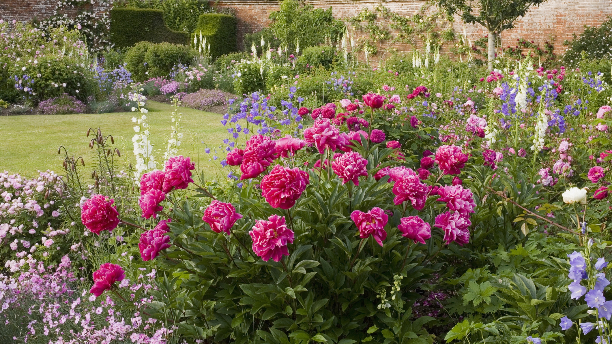 peony landscape uses