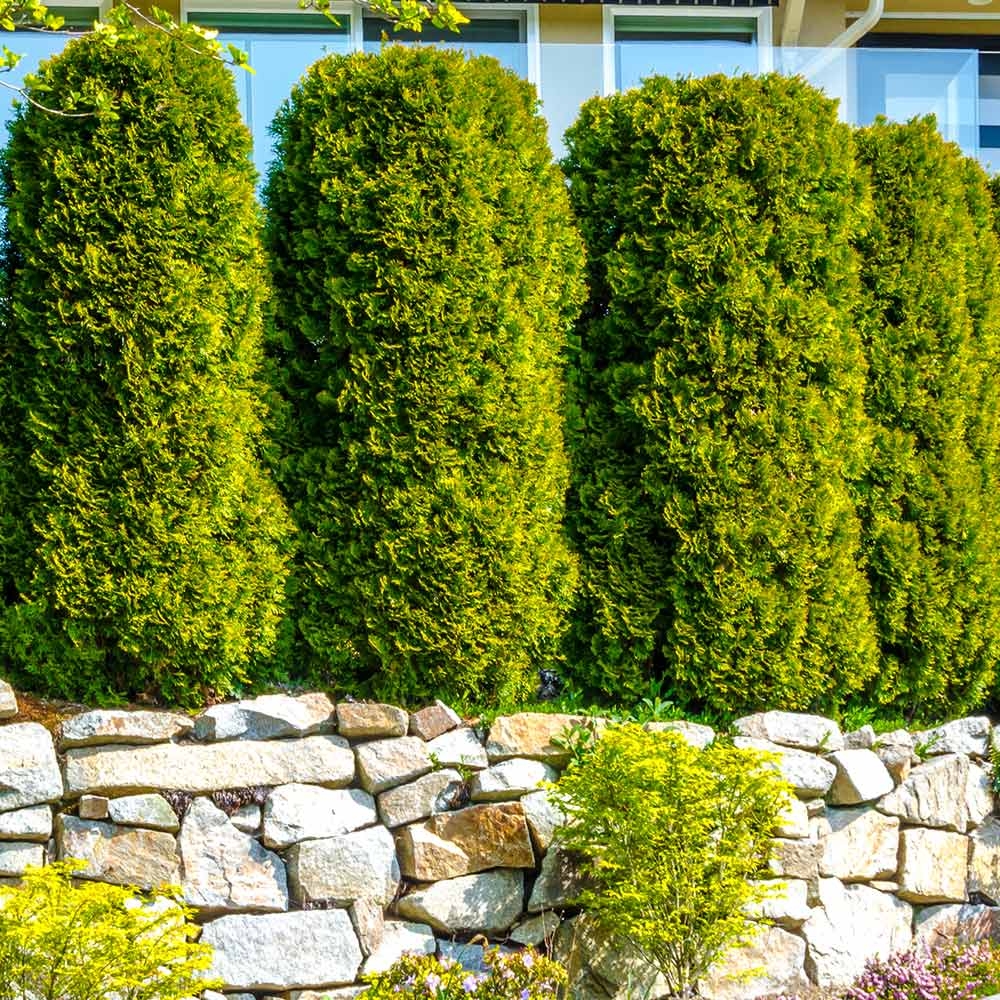 bushes for landscape
