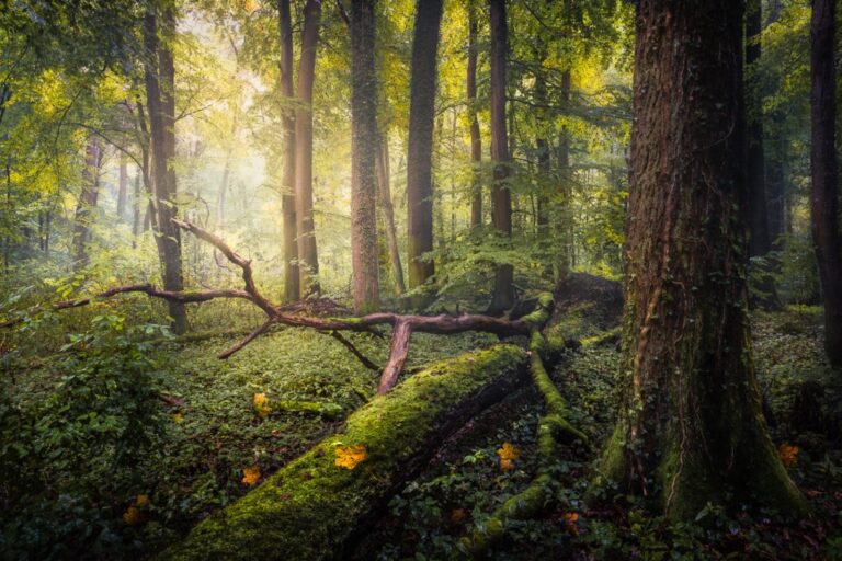 How To Photograph Forests And Trees CaptureLandscapes