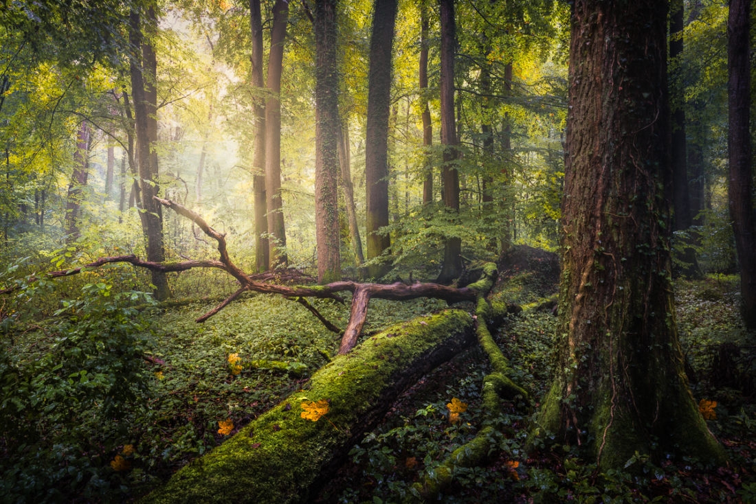 How To Photograph Forests And Trees CaptureLandscapes