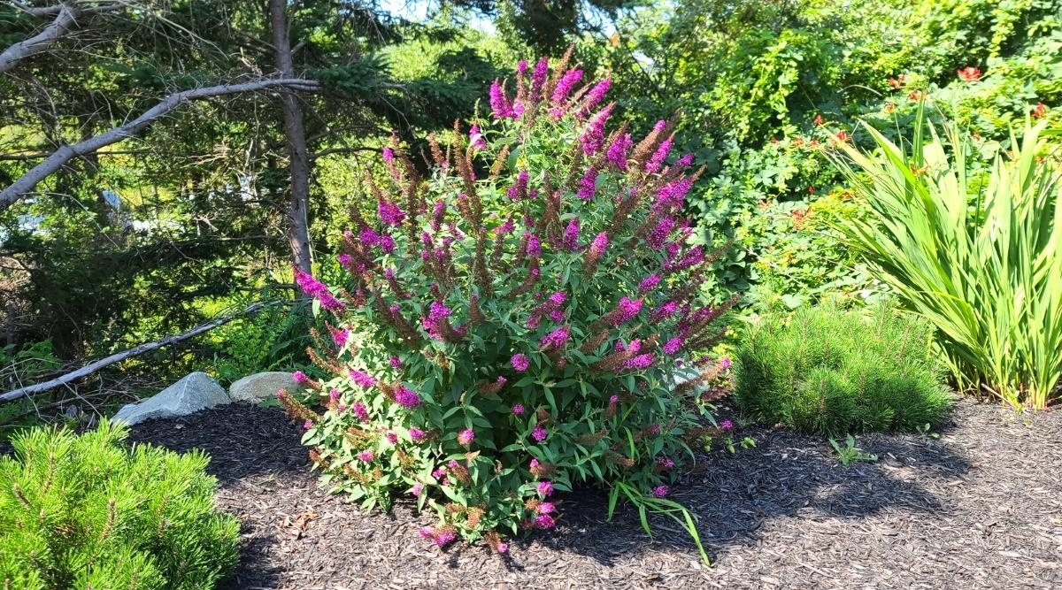 How To Plant Grow And Care For Butterfly Bushes