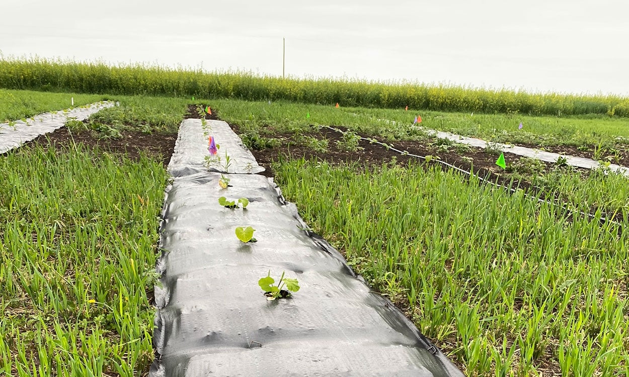 How To Prepare Landscape Fabric For In row Weed Control For Flower And Vegetable Production How To Prepare Landscape Fabric For In row Weed Control For Flower And Vegetable Production
