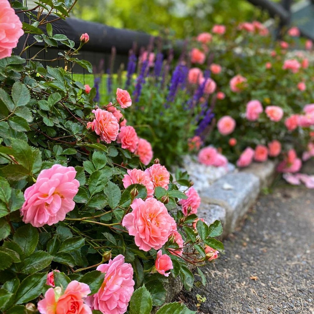 How To Use Flower Carpet Roses In Your Garden Design