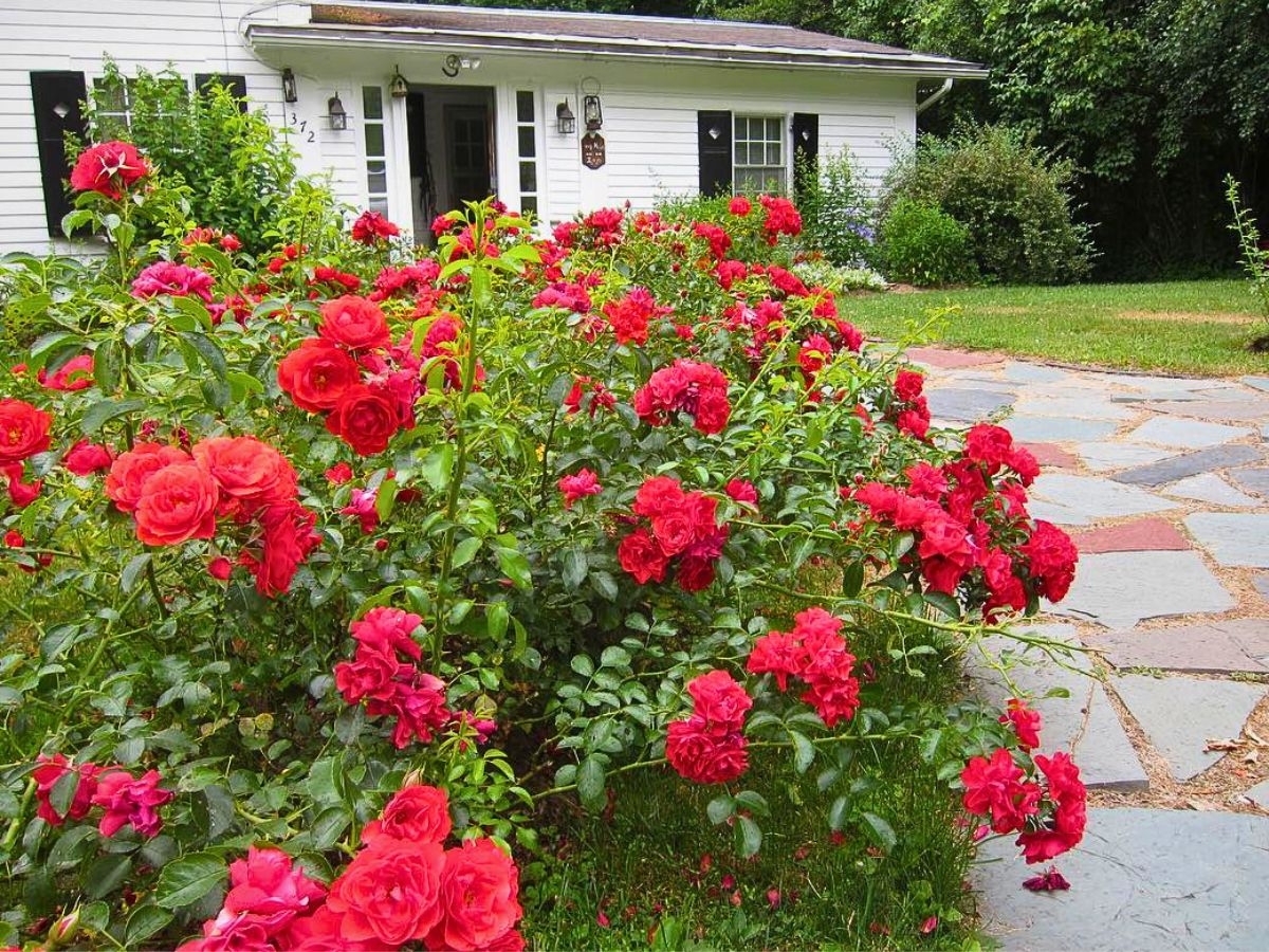 How To Use Flower Carpet Roses In Your Garden Design