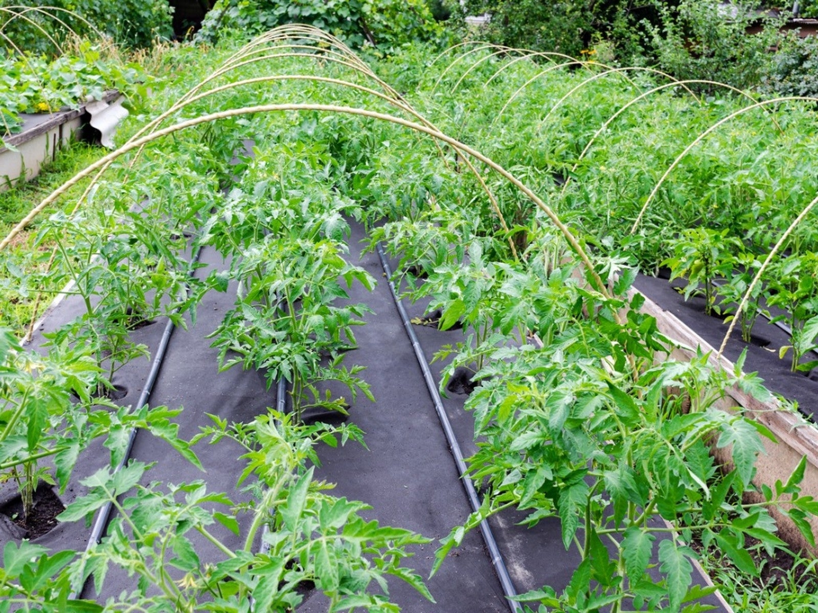 How To Use Landscape Fabric In Vegetable Garden Beds Gardening Know How How To Use Landscape Fabric In Vegetable Garden Beds Gardening Know How