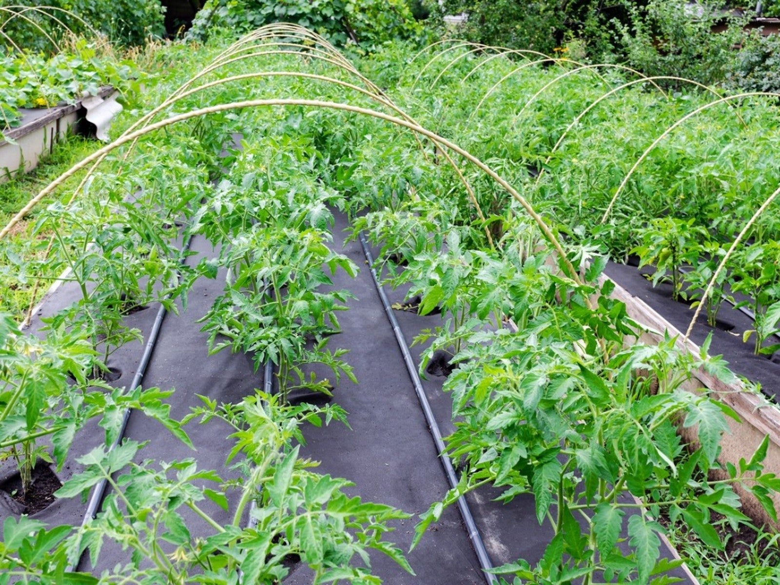 How To Use Landscape Fabric In Vegetable Garden Beds Gardening Know How How To Use Landscape Fabric In Vegetable Garden Beds Gardening Know How