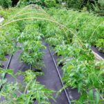 How To Use Landscape Fabric In Vegetable Garden Beds Gardening Know How