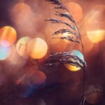 I Photograph Nature With Circular Bokeh Backgrounds Bored Panda