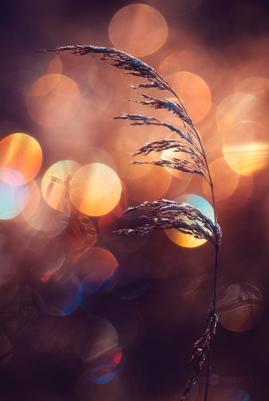 I Photograph Nature With Circular Bokeh Backgrounds Bored Panda