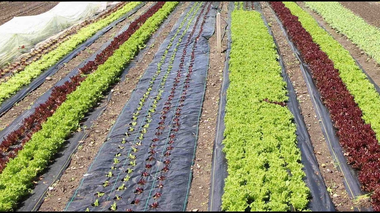landscape fabric in vegetable garden landscape fabric in vegetable garden