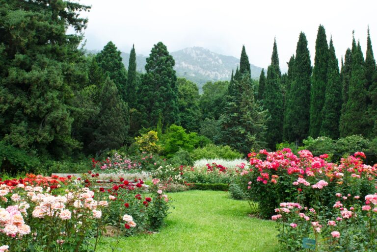 Italian Cypress Tree Topics