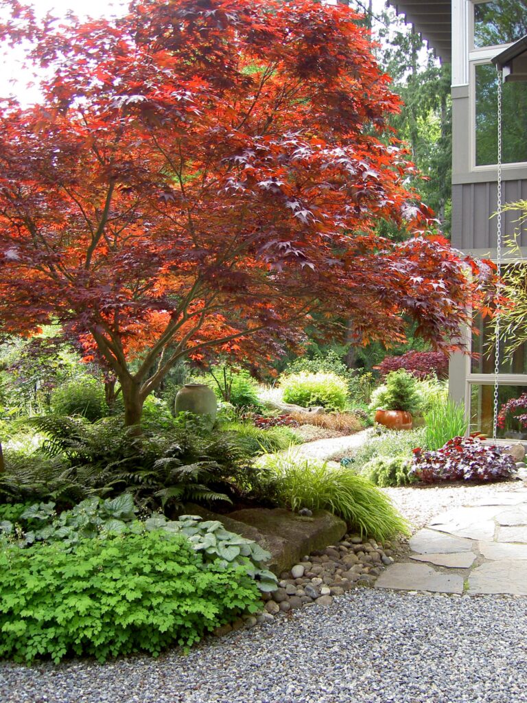 Japanese Maple Tree Outdoor Plant Profile Houzz AU