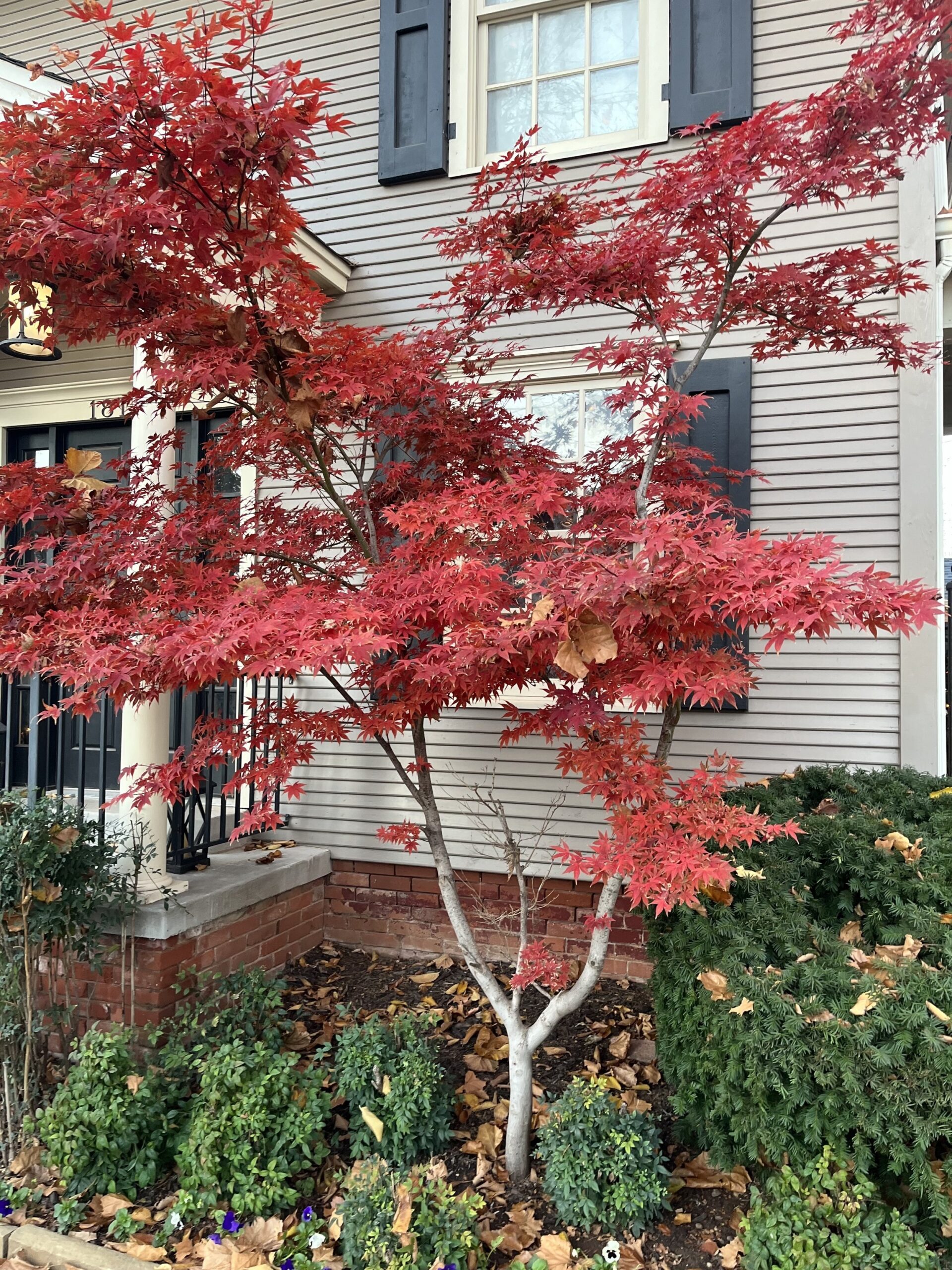 Japanese Maples Year Round Interest Hall Stewart Lawn Landscape