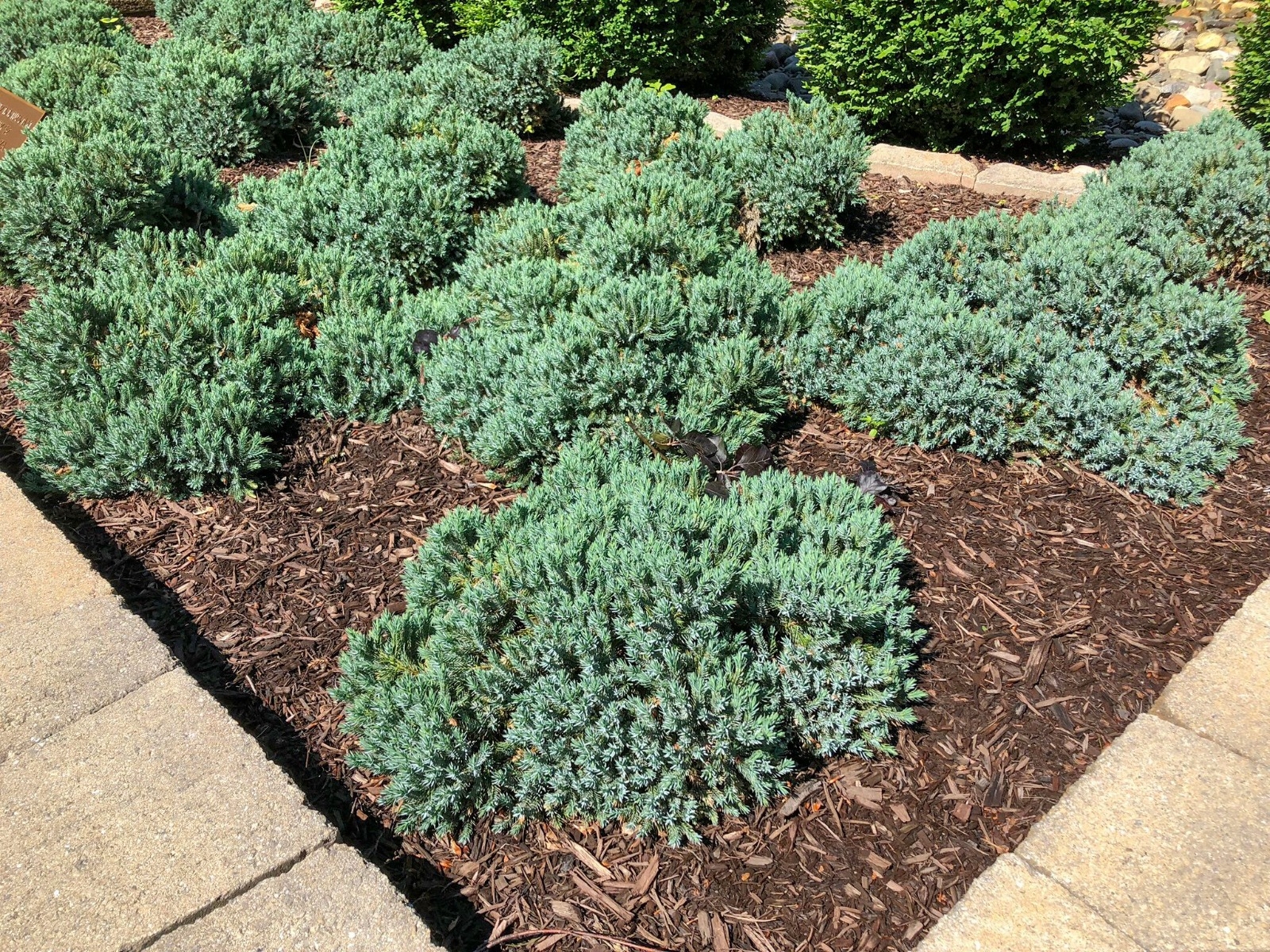 Juniper Blue Star Stadler Nurseries