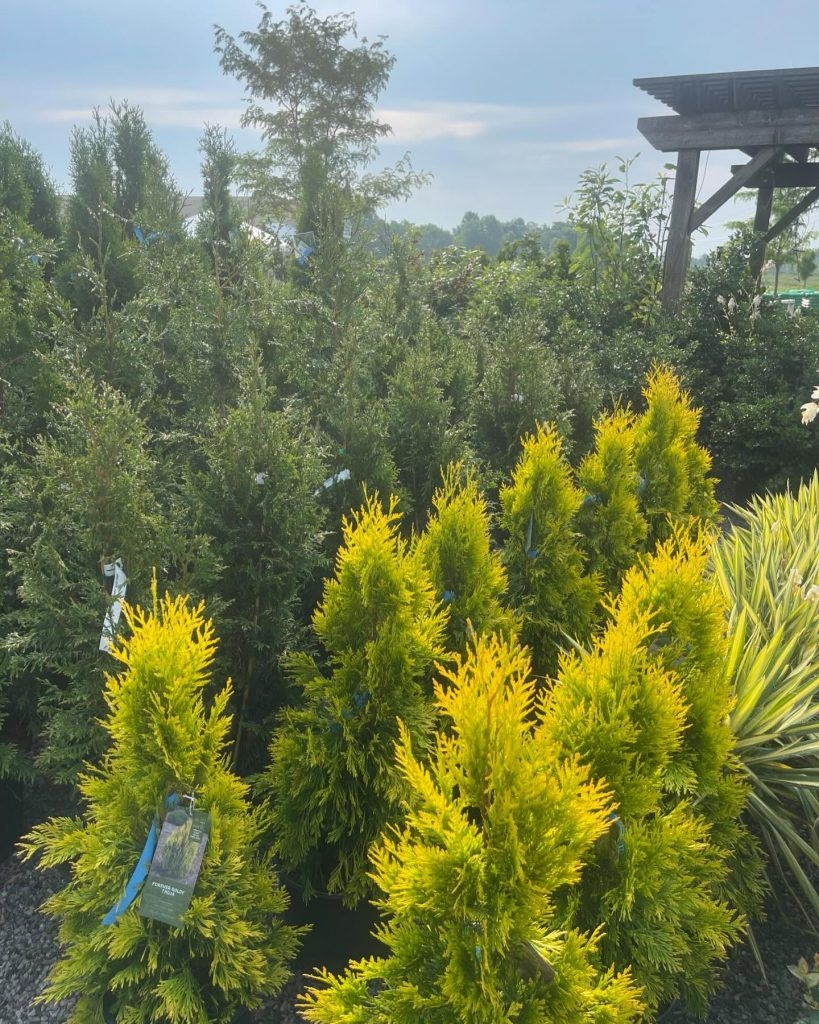 Key Account Spotlight 1st Impressions Landscape Garden Center Consolidated Cooperative