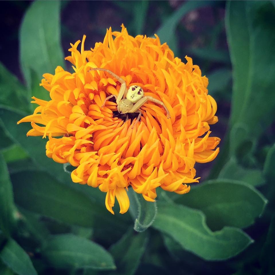 Kregel s Landscape Garden Center Reviews Photos Phone Number Updated August 2025 Home Garden Services In Byron Center Kent County MI Wheree Kregel s Landscape Garden Center Reviews Photos Phone Number Updated August 2025 Home Garden Services In Byron Center Kent County MI Wheree