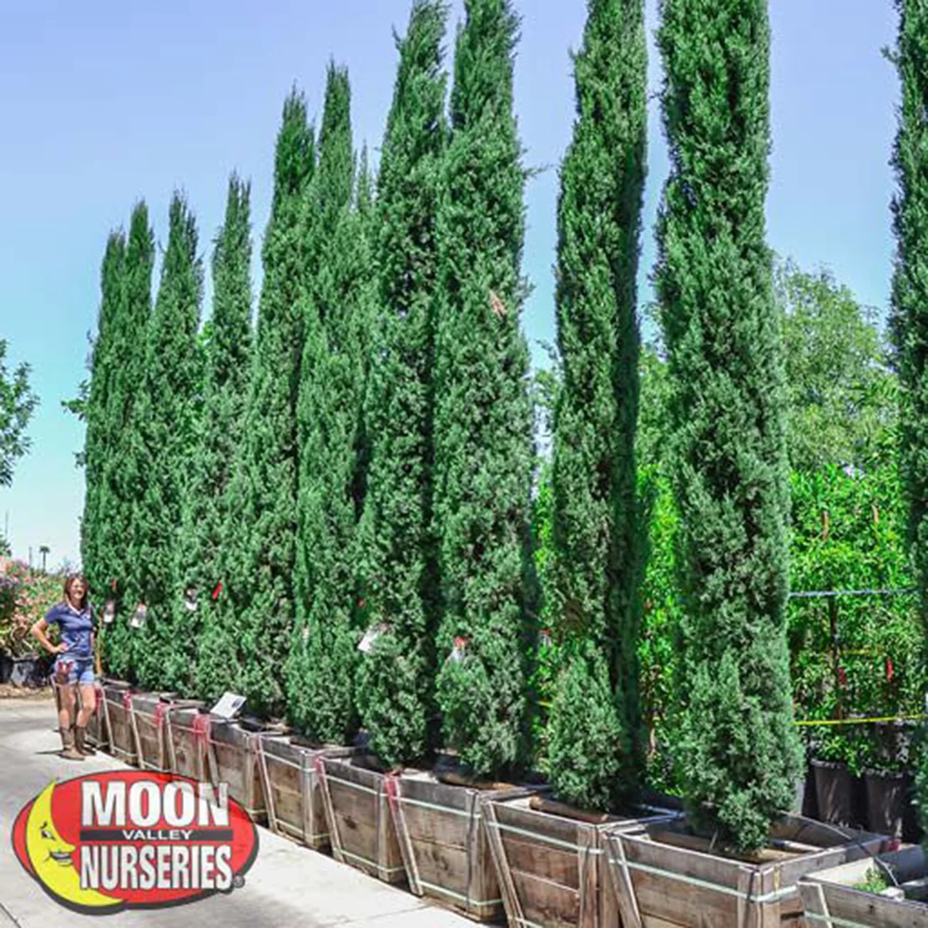 landscape cypress trees