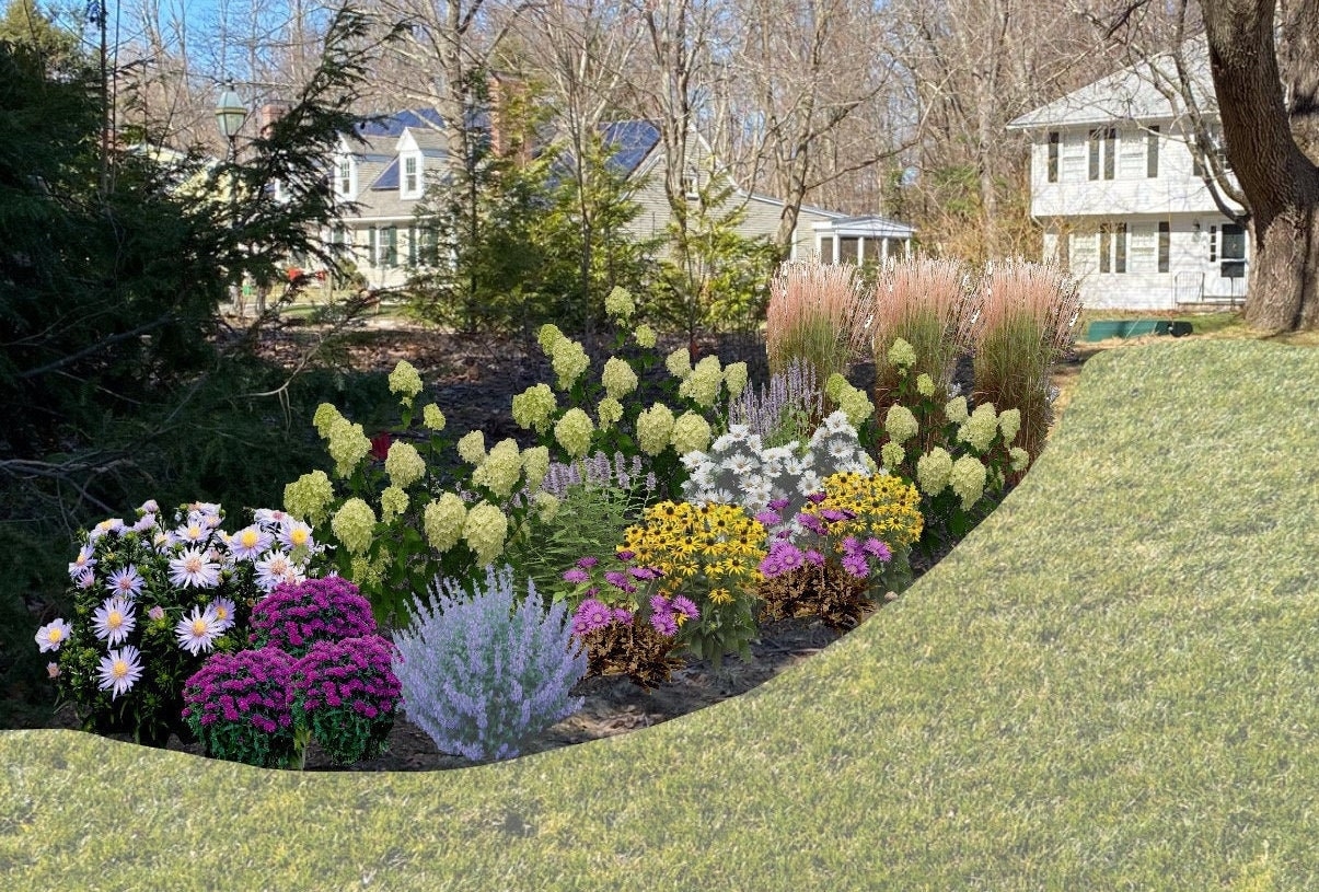 butterfly bush landscape use