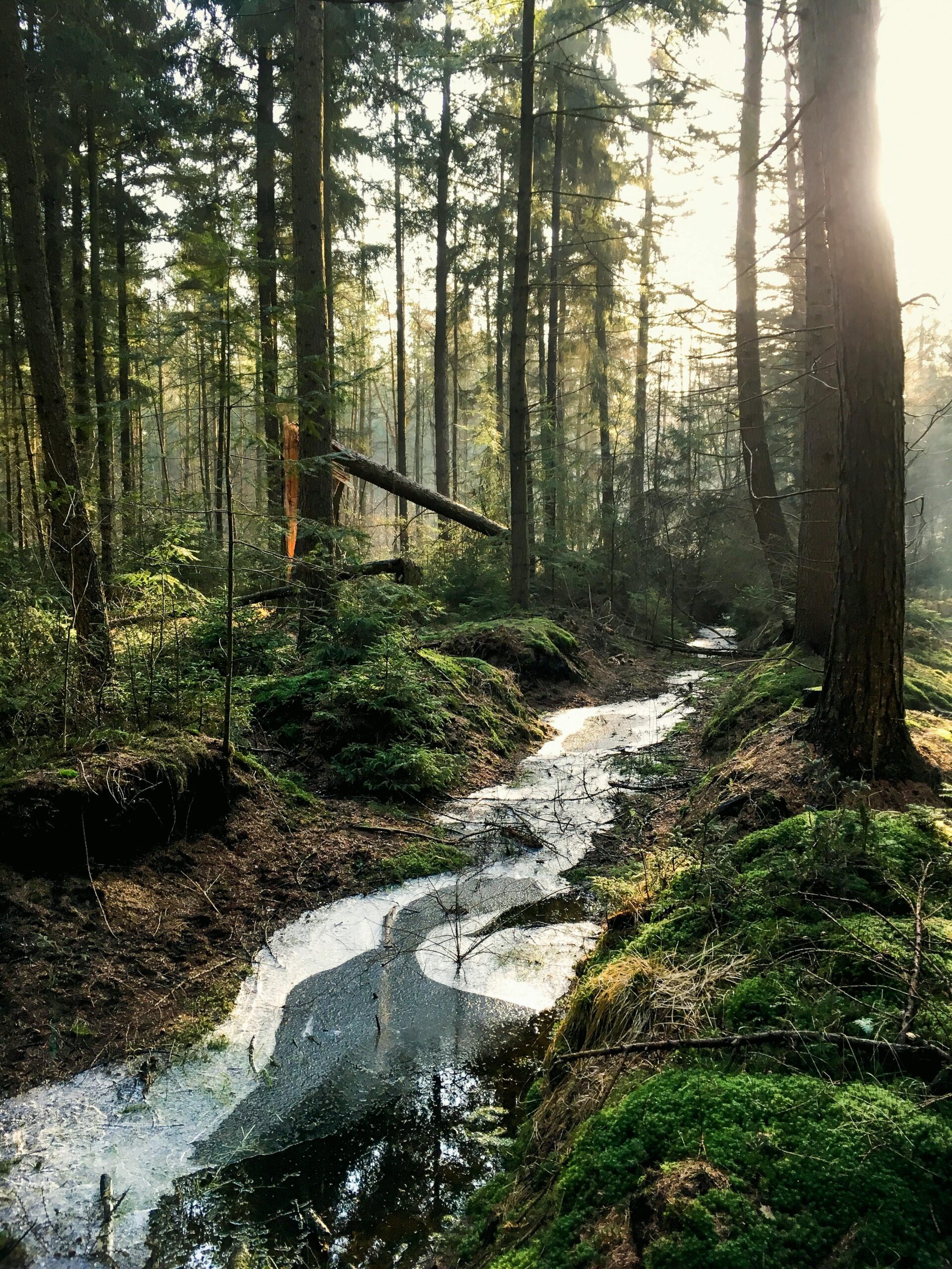 Landscape Photography Of Forest Free Stock Photo