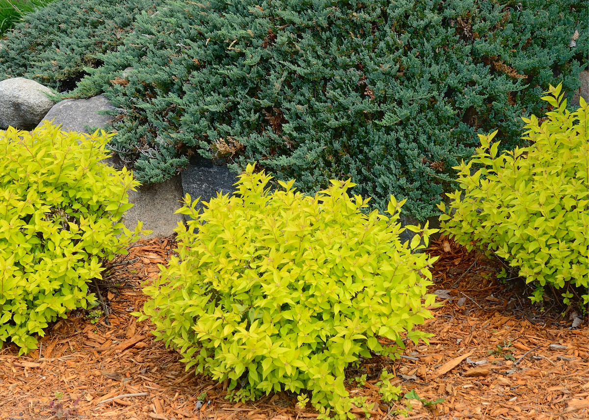 Landscape Plantings Using Shrubs In Different Ways Rainbow Gardens