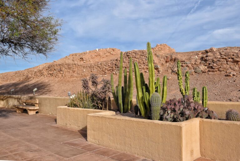 Landscaping Maintenance Service In Las Vegas NV Cacti Landscapes