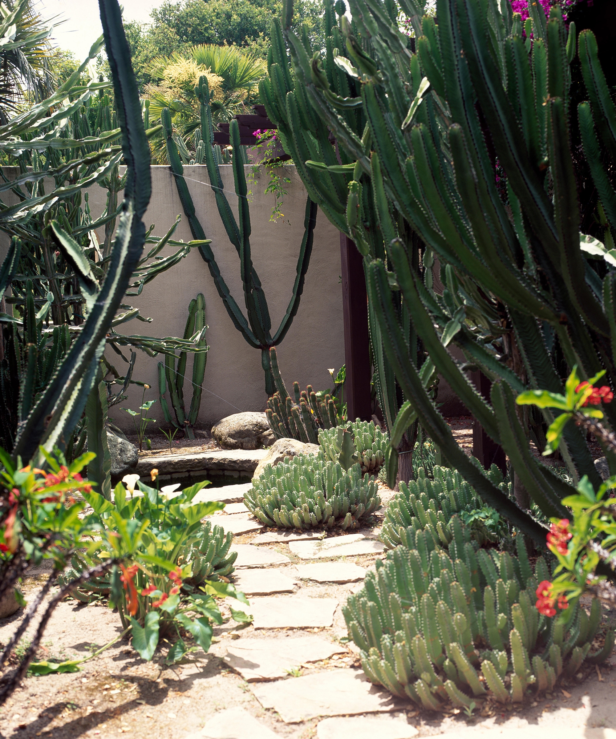 Landscaping With Cactus 9 Ways To Add Color And Structure Gardeningetc