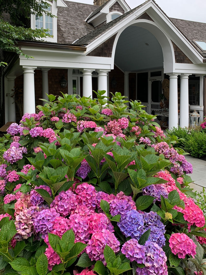 Landscaping With Hydrangeas Private Newport