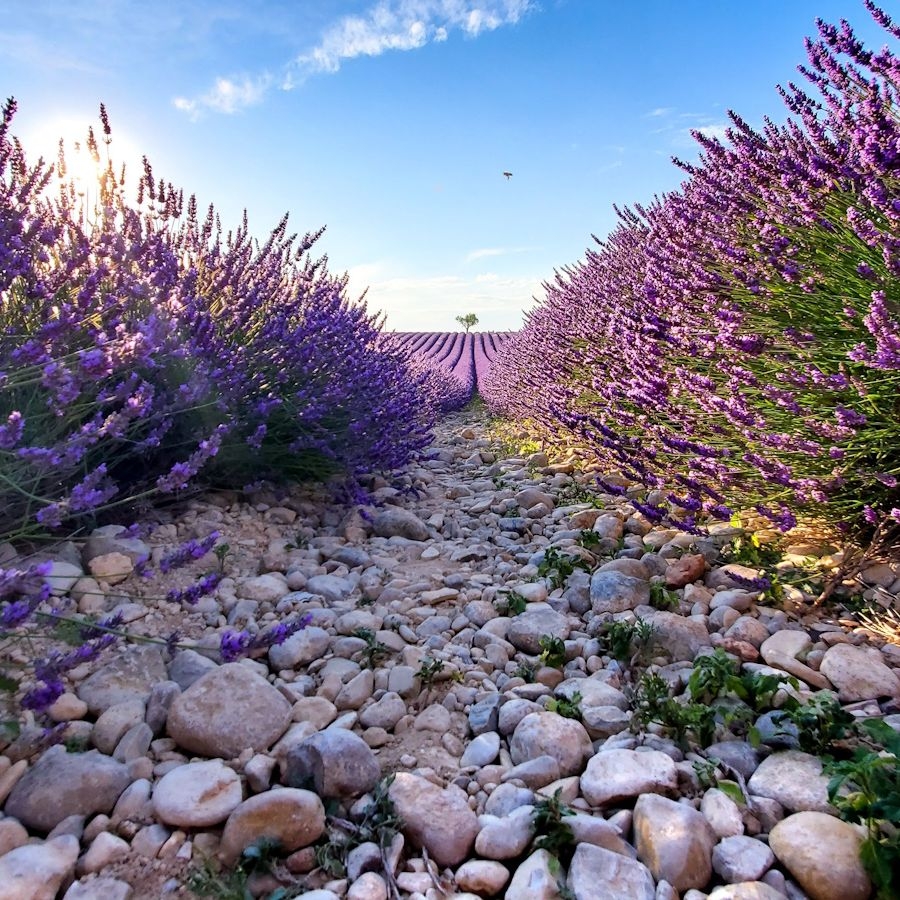 Landscaping With Lavender 15 Ways To Use This Classic Shrub Homes And Gardens