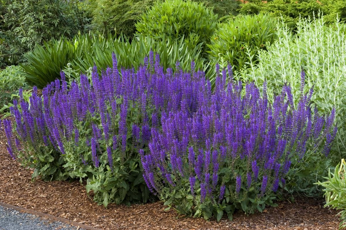Landscaping With May Night Salvia Blog Arbor Valley Nursery