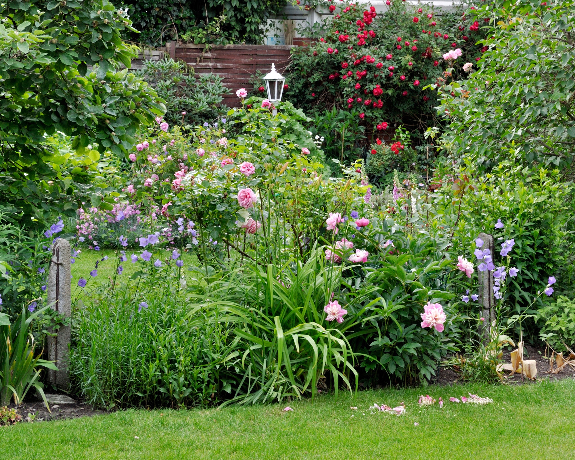 Landscaping With Roses 9 Expert Ways To Use Them Gardeningetc
