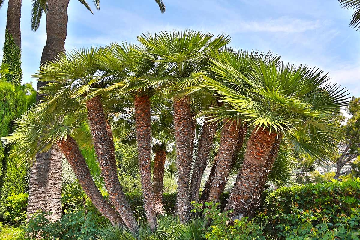 landscape uses of trees shrubs and climbers