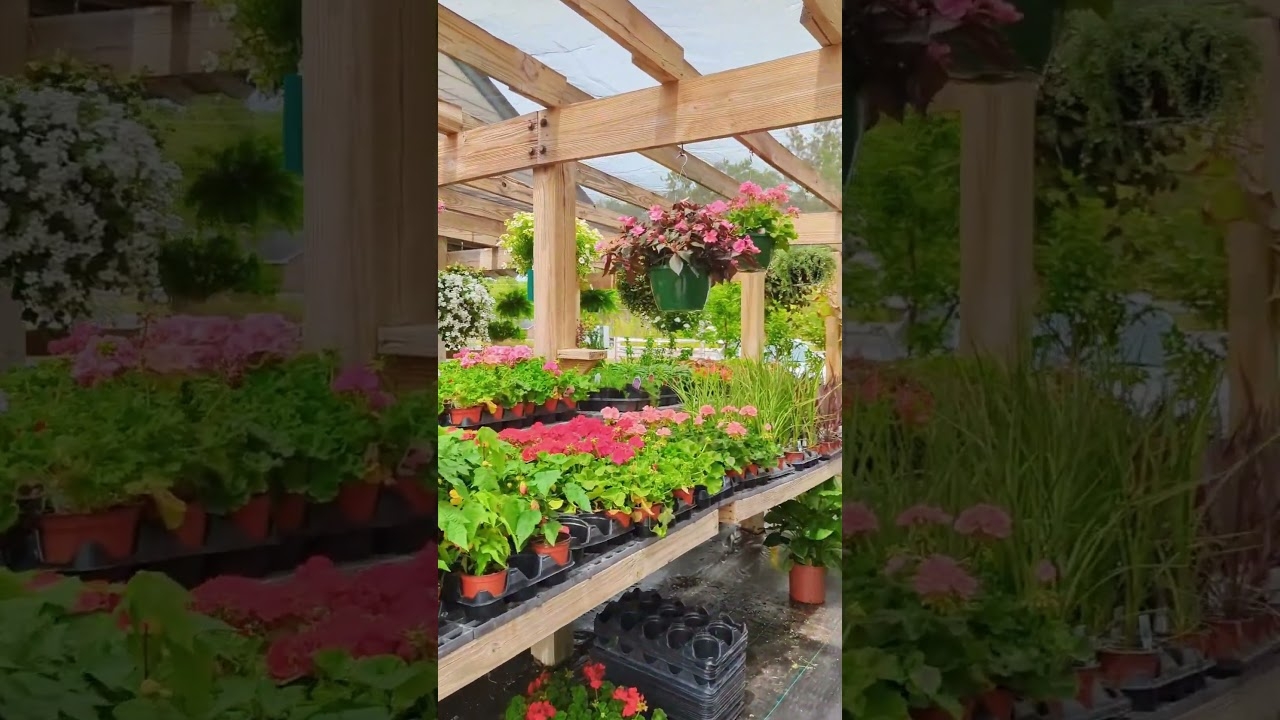 Local Spotlight Southern Scapes Nursery In Statesboro Ga YouTube Local Spotlight Southern Scapes Nursery In Statesboro Ga YouTube