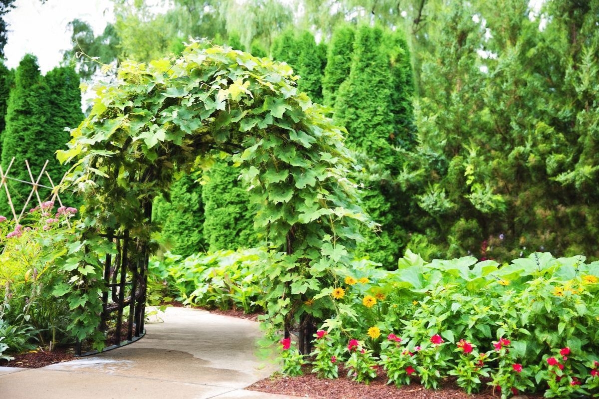 Low Maintenance Evergreen Climbing Plants
