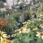 Maddox Garden Center And Landscaping Florence KY