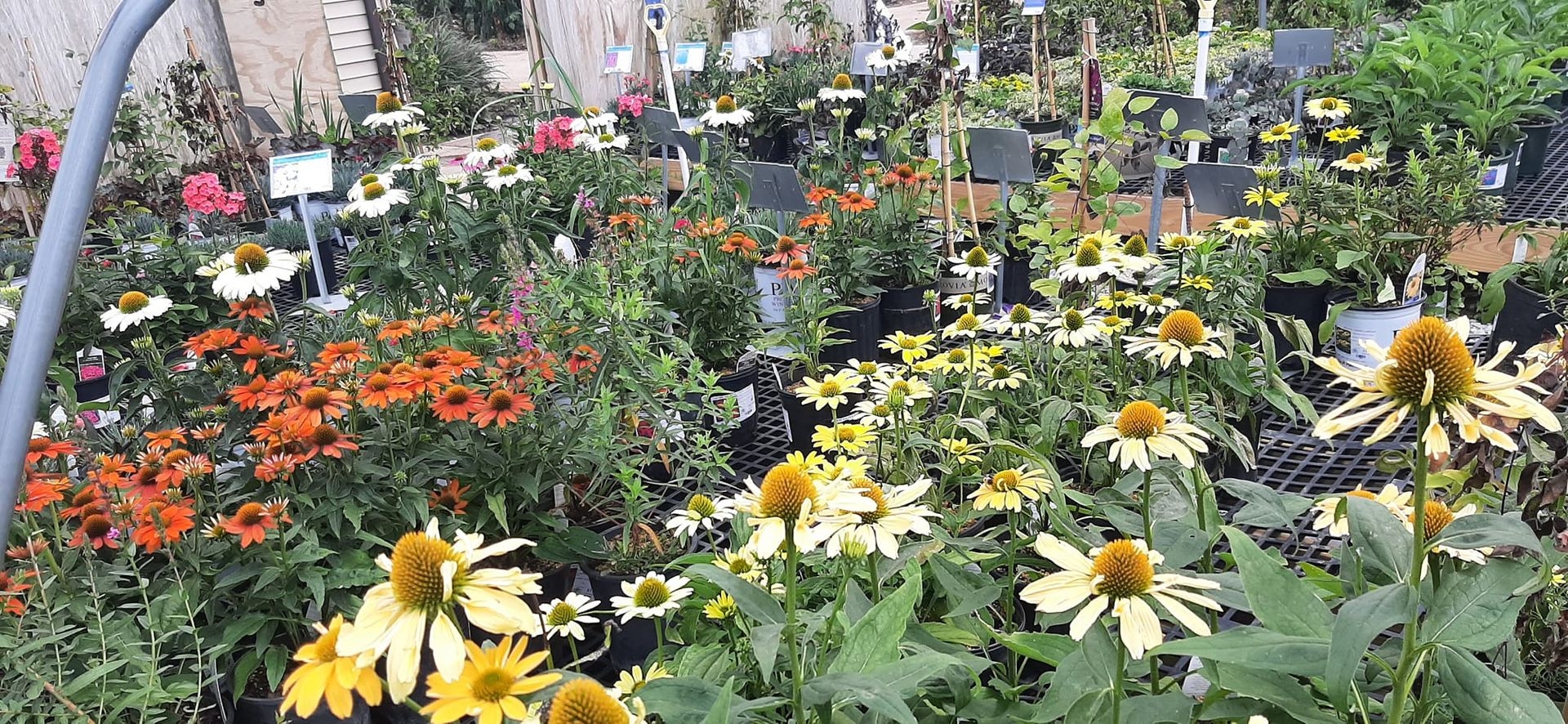 Maddox Garden Center And Landscaping Florence KY Maddox Garden Center And Landscaping Florence KY