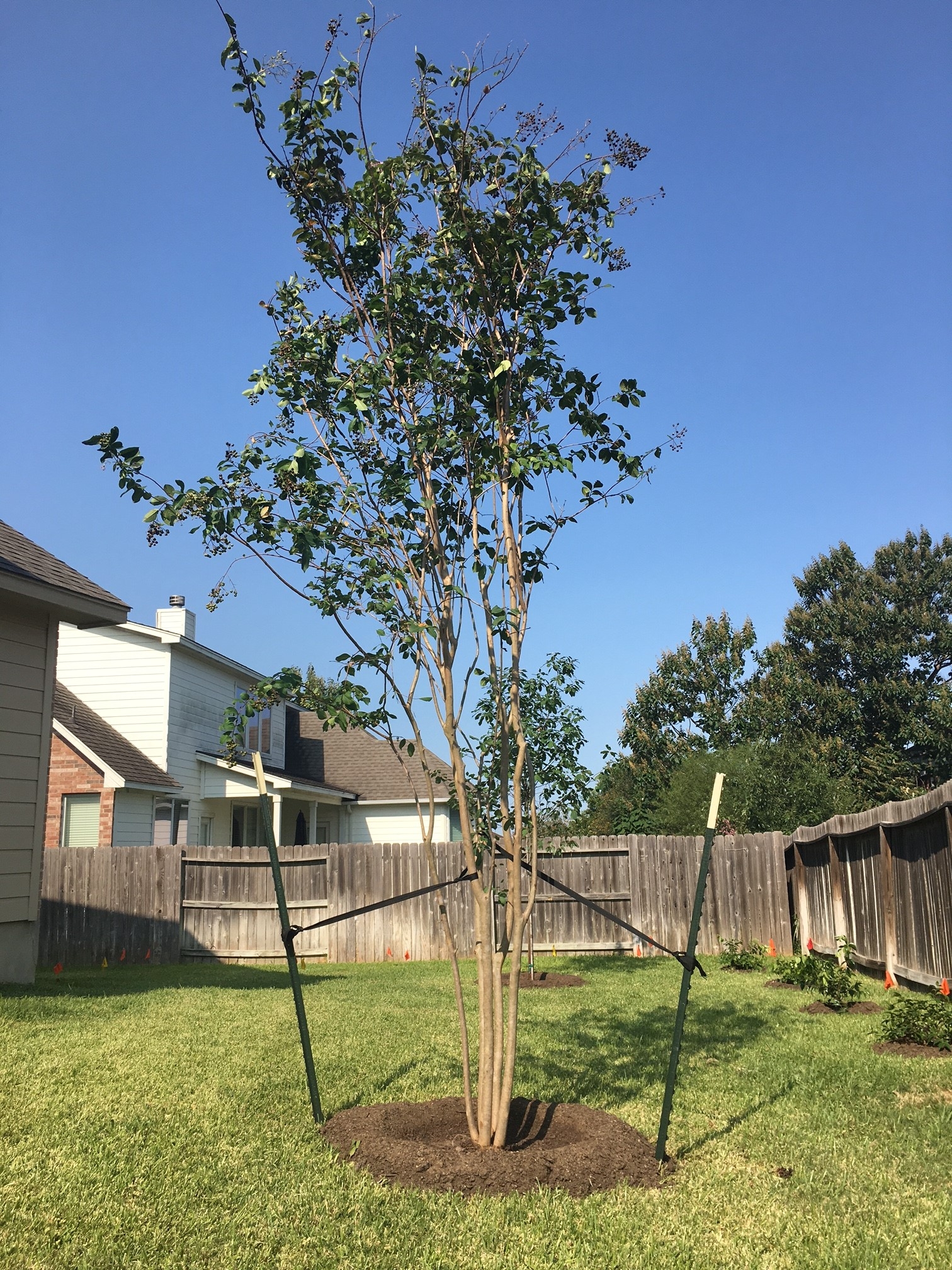 Milberger Landscape Nursery Reviews San Antonio TX Angi