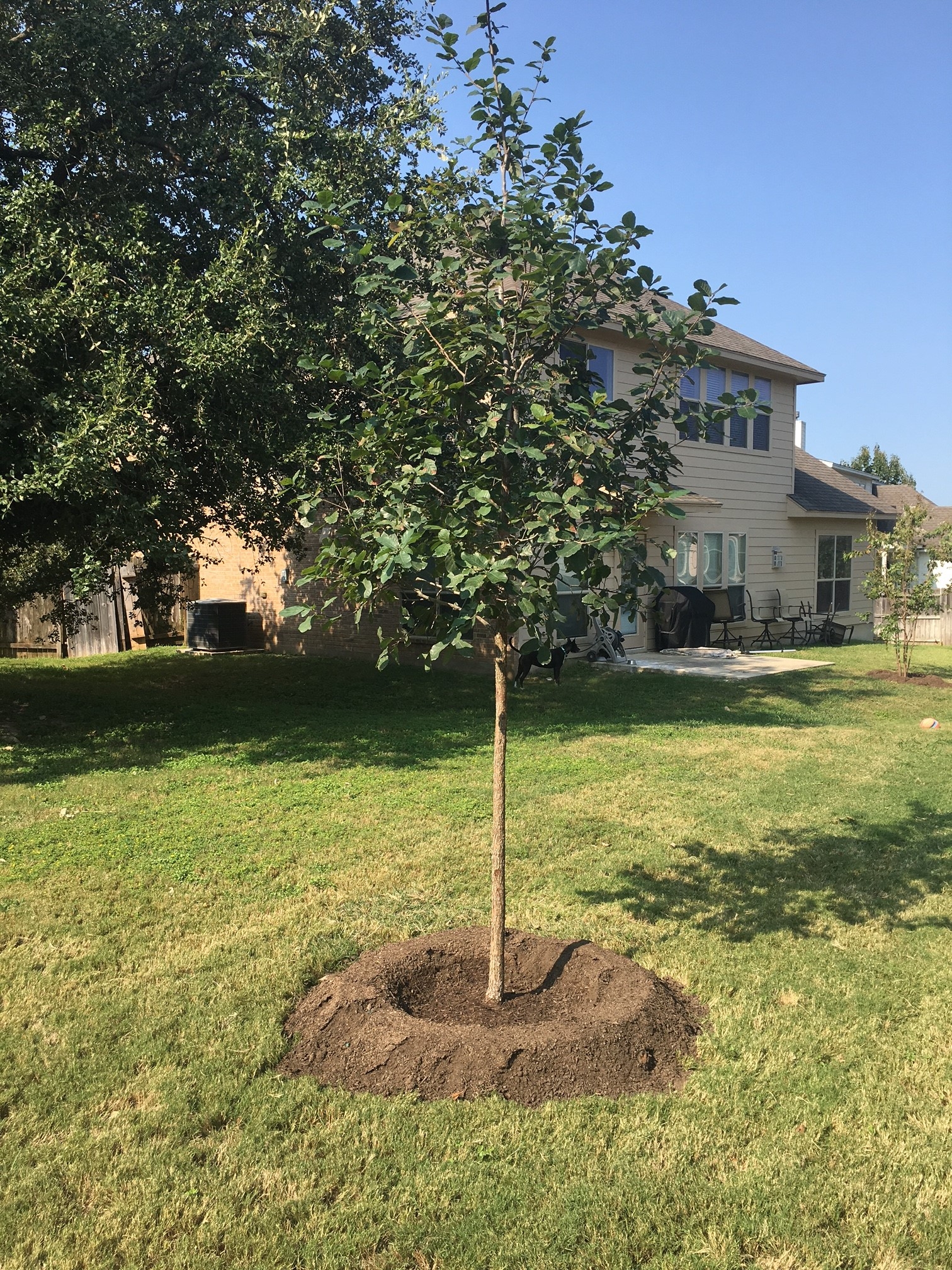 Milberger Landscape Nursery Reviews San Antonio TX Angi