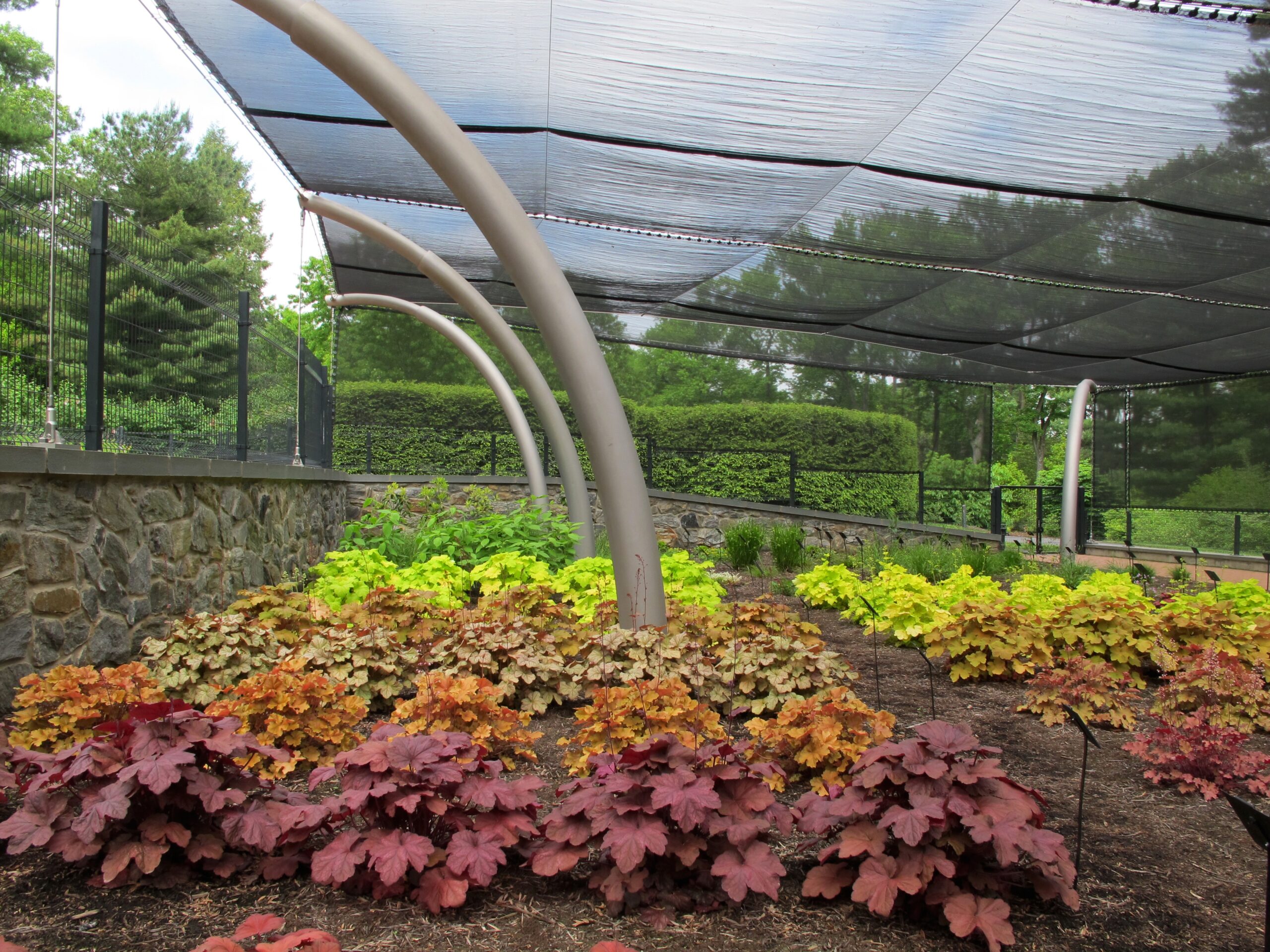 Mt Cuba Center The Results Are In Heuchera Is A Great Alternative For Shade Gardens Mt Cuba Center