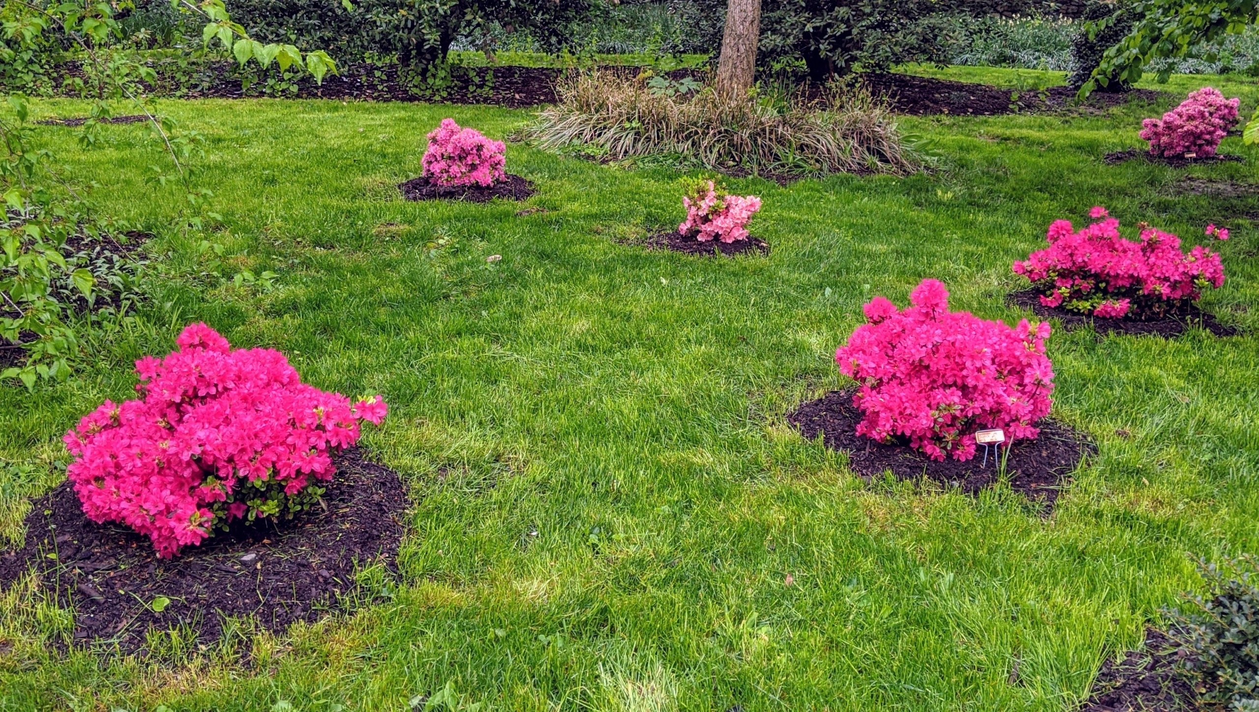 Mulching My Azaleas The Martha Stewart Blog