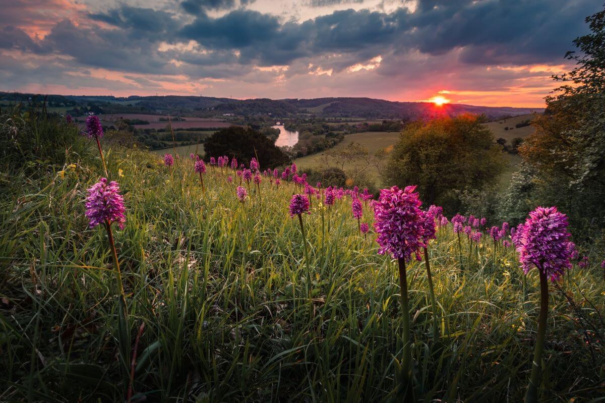 Nature And Wildlife Of The Chilterns Chilterns National Landscape