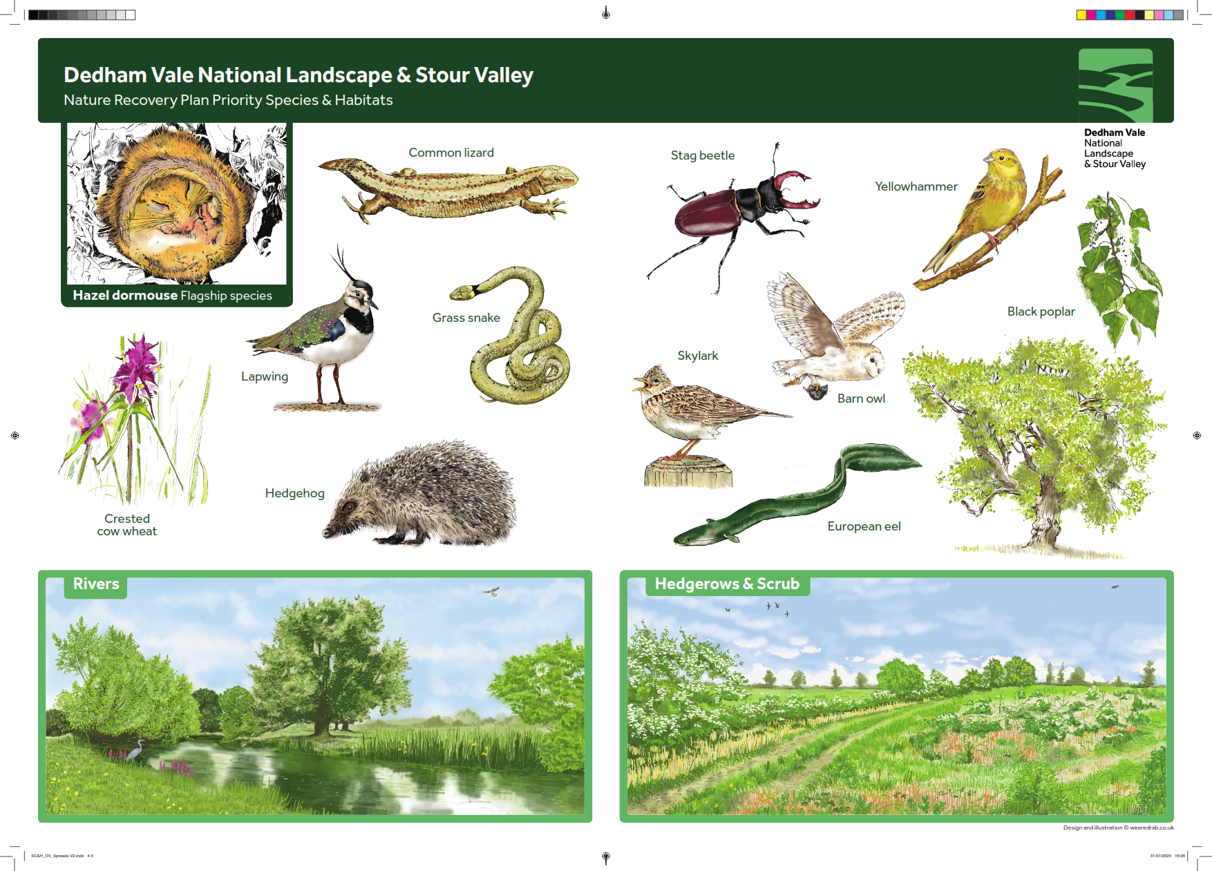 Nature Recovery Dedham Vale National Landscape