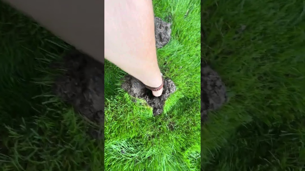 New Lawn Water Logged Forum Landscape Juice Network