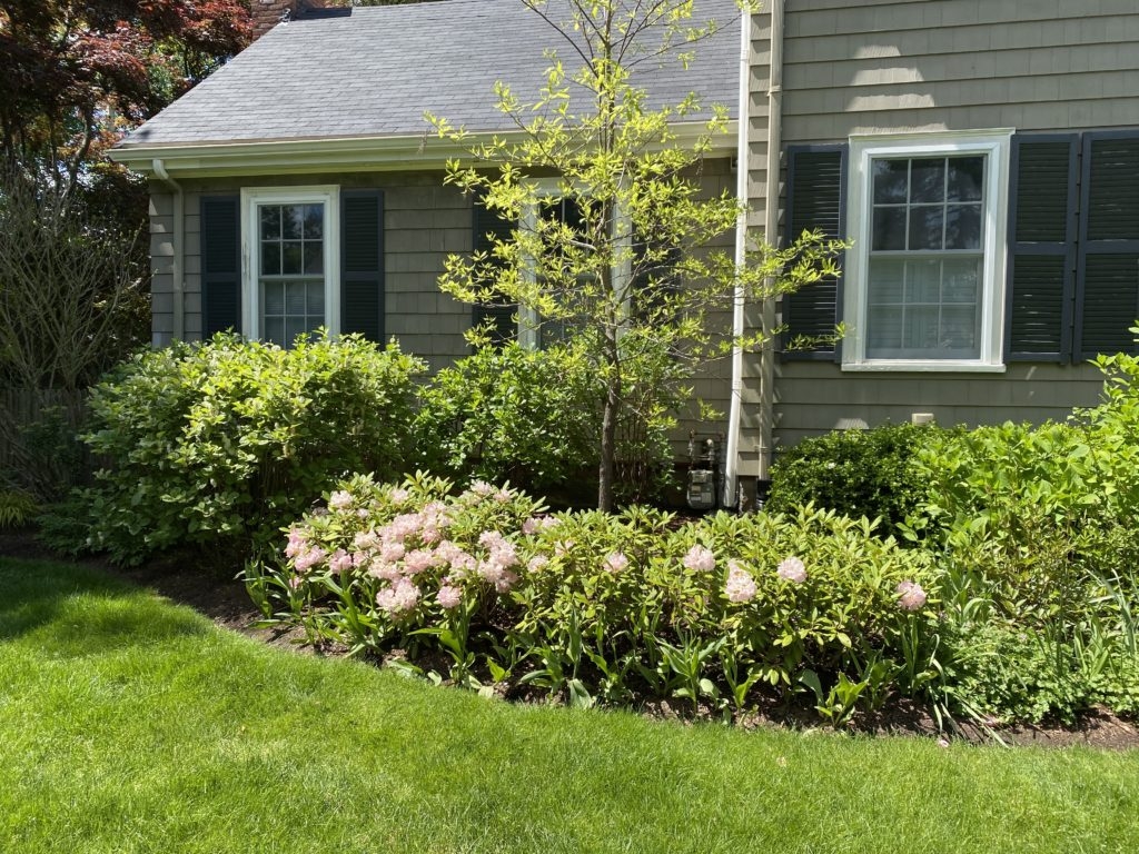 Nilsen Landscape Design Rhododendrons For Privacy Shade And Foundation Beds