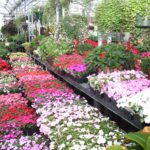 Online Store The Mustard Seed Landscape And Garden Center