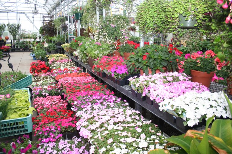 Online Store The Mustard Seed Landscape And Garden Center