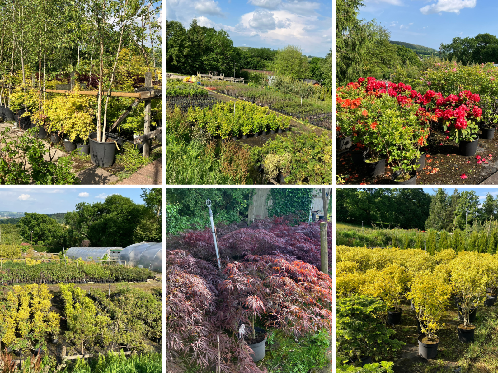 Online Timed Auction Clearance Sale Of Shrubs Plants Trees Stags Estate Agents