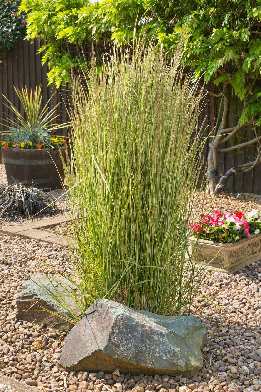 Ornamental Grass Plumes How To Get An Ornamental Grass To Plume Gardening Know How