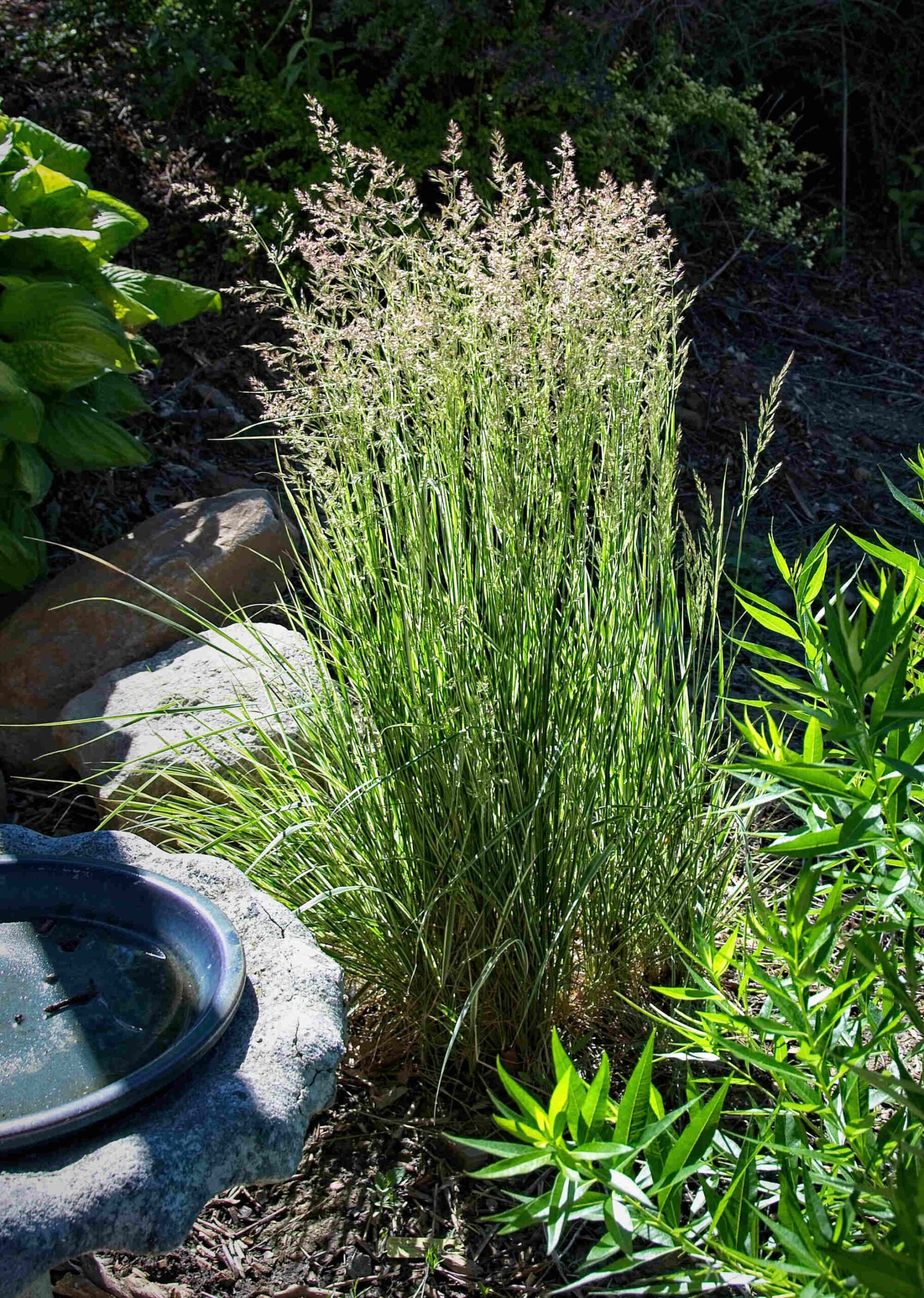 landscaping grasses tall