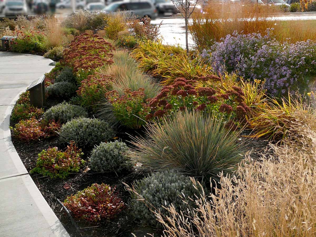 Ornamental Grasses For The Xeriscape Garden Okanagan Xeriscape Association